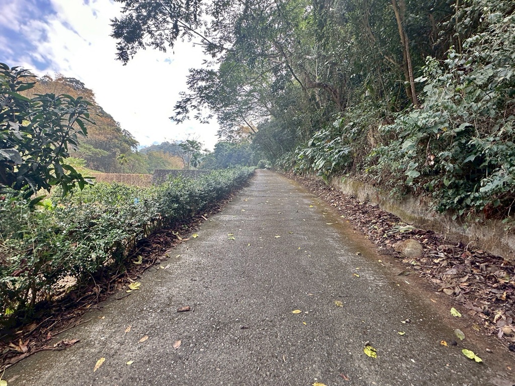 俯瞰景觀。,受天宮,坑內坑步道,彰化一日遊,彰化二水,彰化賞花,百年古道,親子步道,豐柏廣場,黃花風鈴木