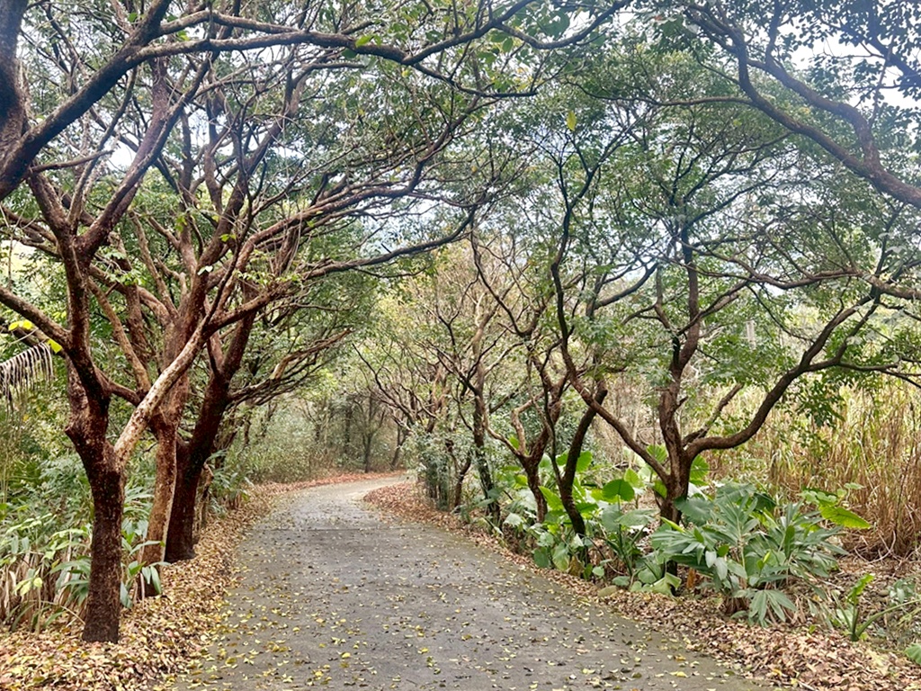 俯瞰景觀。,受天宮,坑內坑步道,彰化一日遊,彰化二水,彰化賞花,百年古道,親子步道,豐柏廣場,黃花風鈴木