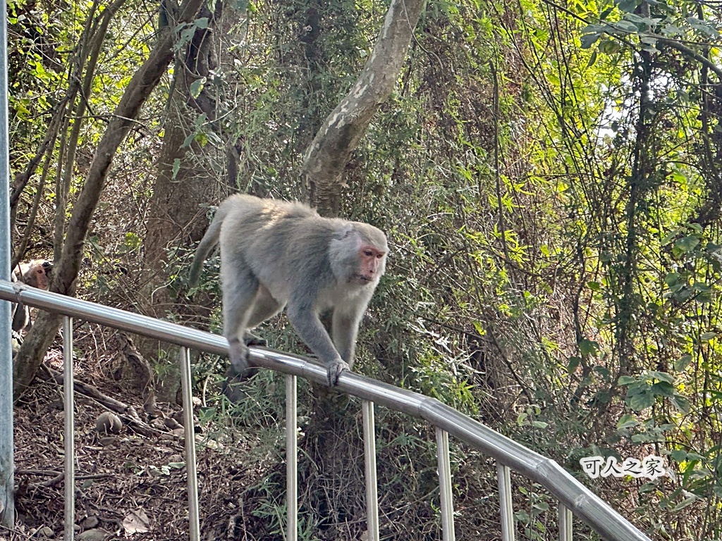 彰化田中,水鹿,猴子,田中森林公園,登山步道,芬多精,親子健行,週末去哪