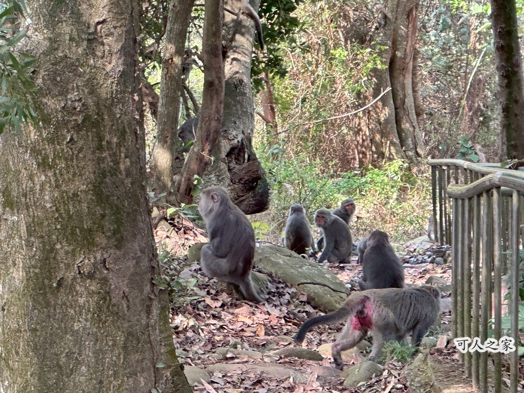 彰化田中,水鹿,猴子,田中森林公園,登山步道,芬多精,親子健行,週末去哪