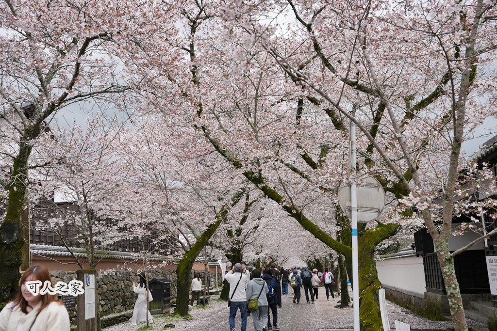 九州櫻花,櫻吹雪,櫻花交通,櫻花季,櫻花秘境,櫻花隧道,江戶時代,福岡旅遊,福岡櫻花,福岡賞櫻,秋月城跡,秋月城跡交通,賞櫻攻略,賞櫻景點