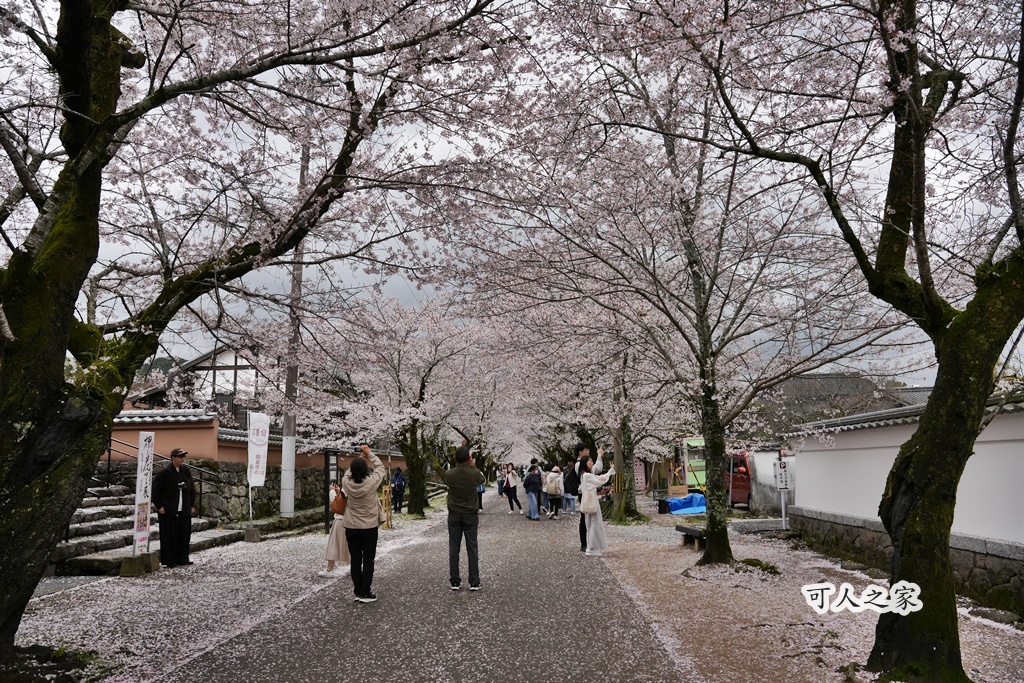 九州櫻花,櫻吹雪,櫻花交通,櫻花季,櫻花秘境,櫻花隧道,江戶時代,福岡旅遊,福岡櫻花,福岡賞櫻,秋月城跡,秋月城跡交通,賞櫻攻略,賞櫻景點