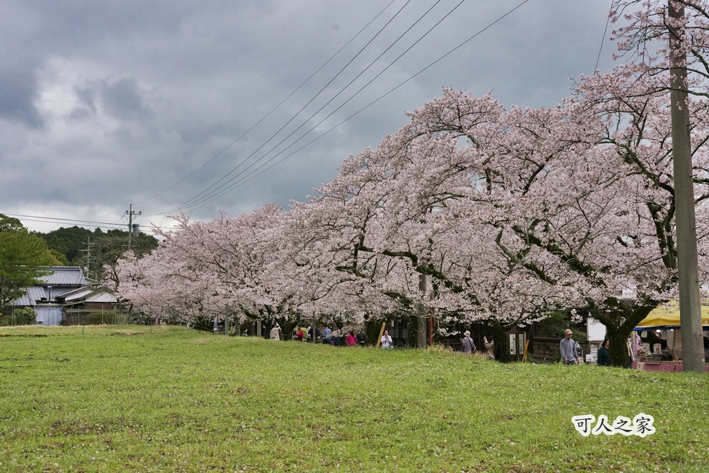 九州櫻花,櫻吹雪,櫻花交通,櫻花季,櫻花秘境,櫻花隧道,江戶時代,福岡旅遊,福岡櫻花,福岡賞櫻,秋月城跡,秋月城跡交通,賞櫻攻略,賞櫻景點