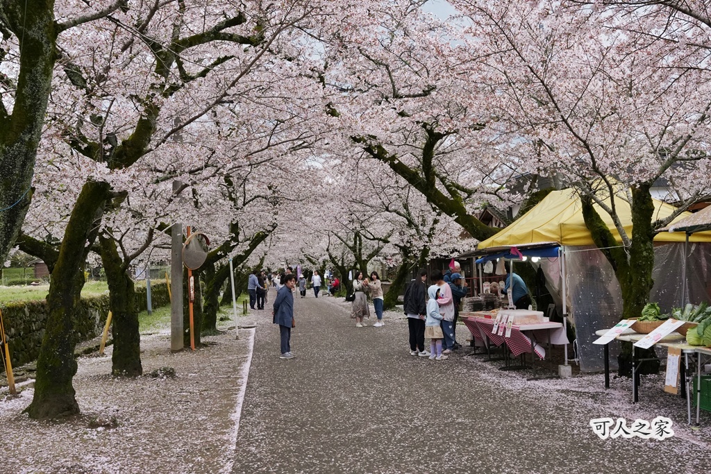 九州櫻花,櫻吹雪,櫻花交通,櫻花季,櫻花秘境,櫻花隧道,江戶時代,福岡旅遊,福岡櫻花,福岡賞櫻,秋月城跡,秋月城跡交通,賞櫻攻略,賞櫻景點