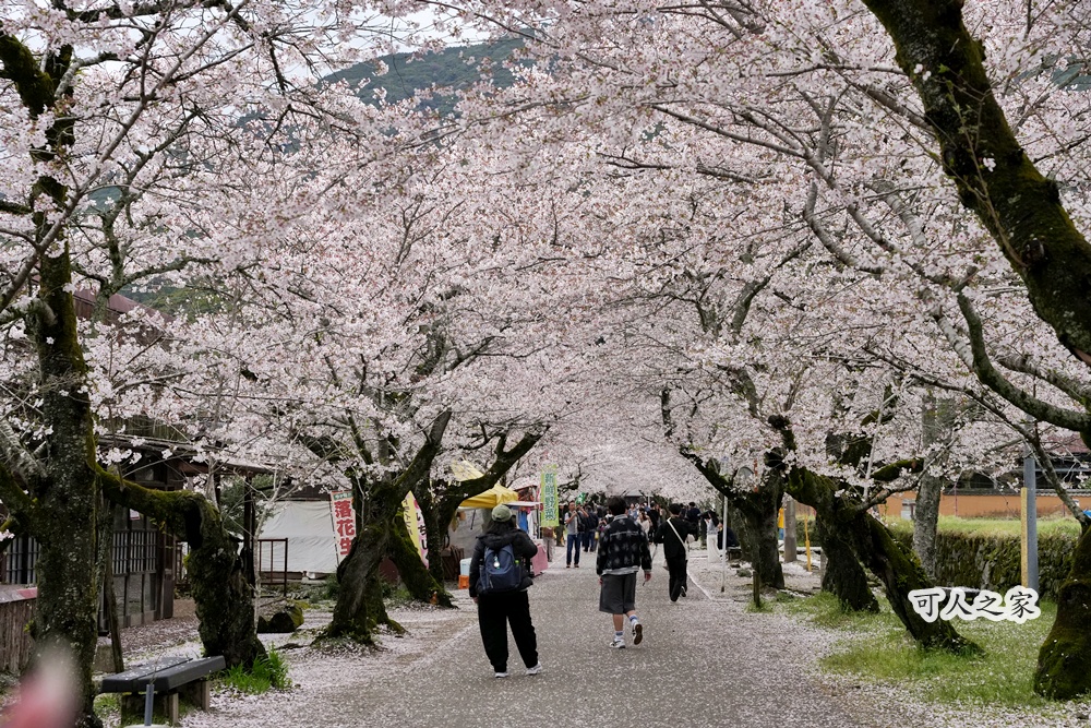 九州櫻花,櫻吹雪,櫻花交通,櫻花季,櫻花秘境,櫻花隧道,江戶時代,福岡旅遊,福岡櫻花,福岡賞櫻,秋月城跡,秋月城跡交通,賞櫻攻略,賞櫻景點