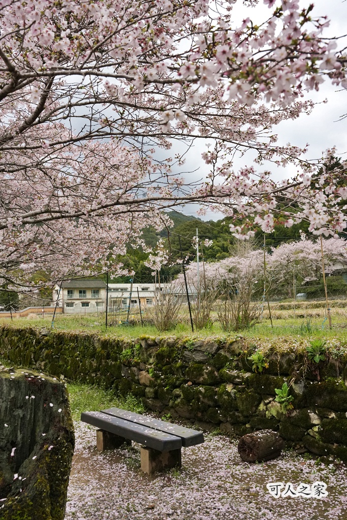 九州櫻花,櫻吹雪,櫻花交通,櫻花季,櫻花秘境,櫻花隧道,江戶時代,福岡旅遊,福岡櫻花,福岡賞櫻,秋月城跡,秋月城跡交通,賞櫻攻略,賞櫻景點