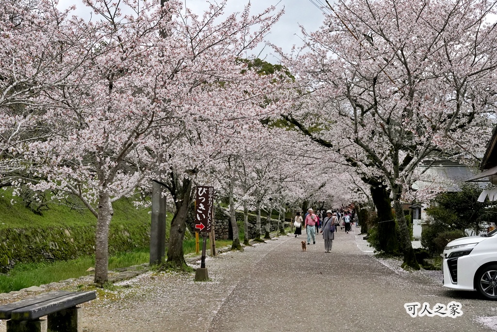 九州櫻花,櫻吹雪,櫻花交通,櫻花季,櫻花秘境,櫻花隧道,江戶時代,福岡旅遊,福岡櫻花,福岡賞櫻,秋月城跡,秋月城跡交通,賞櫻攻略,賞櫻景點