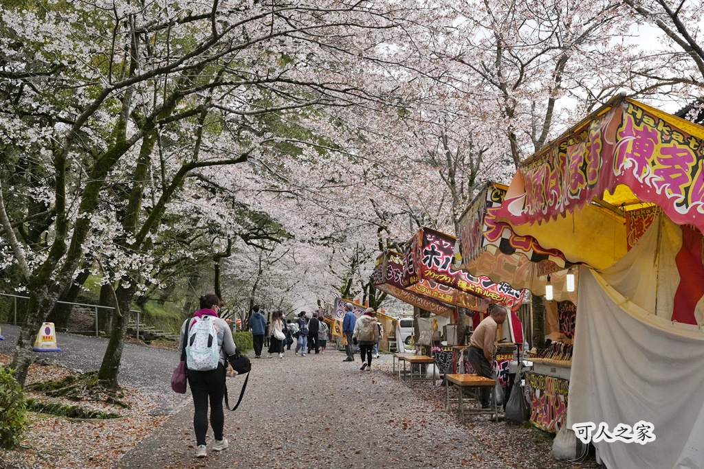 九州櫻花,櫻吹雪,櫻花交通,櫻花季,櫻花秘境,櫻花隧道,江戶時代,福岡旅遊,福岡櫻花,福岡賞櫻,秋月城跡,秋月城跡交通,賞櫻攻略,賞櫻景點