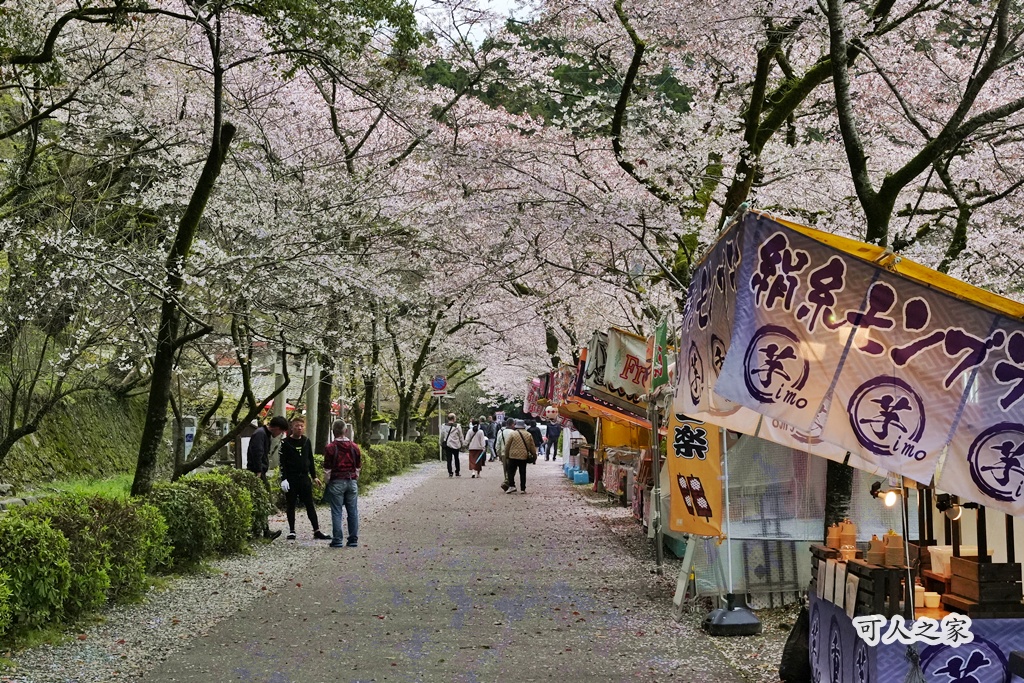 九州櫻花,櫻吹雪,櫻花交通,櫻花季,櫻花秘境,櫻花隧道,江戶時代,福岡旅遊,福岡櫻花,福岡賞櫻,秋月城跡,秋月城跡交通,賞櫻攻略,賞櫻景點