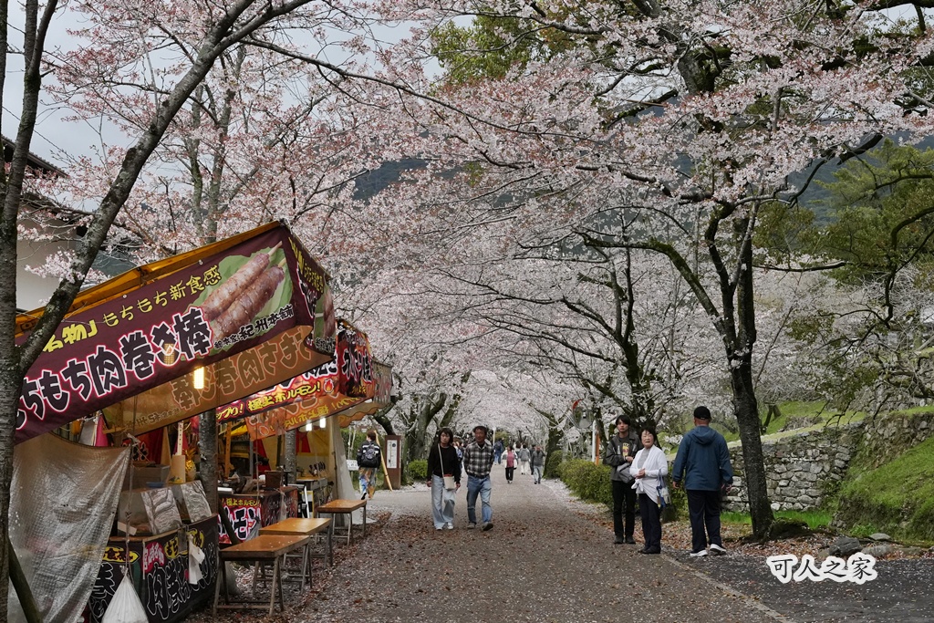 九州櫻花,櫻吹雪,櫻花交通,櫻花季,櫻花秘境,櫻花隧道,江戶時代,福岡旅遊,福岡櫻花,福岡賞櫻,秋月城跡,秋月城跡交通,賞櫻攻略,賞櫻景點