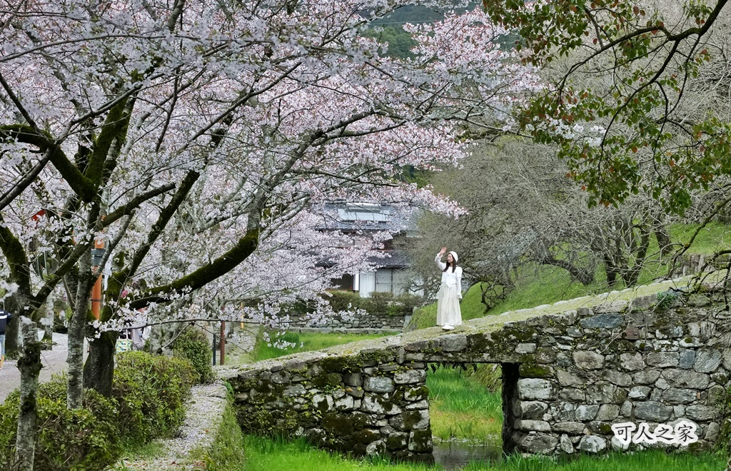 九州櫻花,櫻吹雪,櫻花交通,櫻花季,櫻花秘境,櫻花隧道,江戶時代,福岡旅遊,福岡櫻花,福岡賞櫻,秋月城跡,秋月城跡交通,賞櫻攻略,賞櫻景點