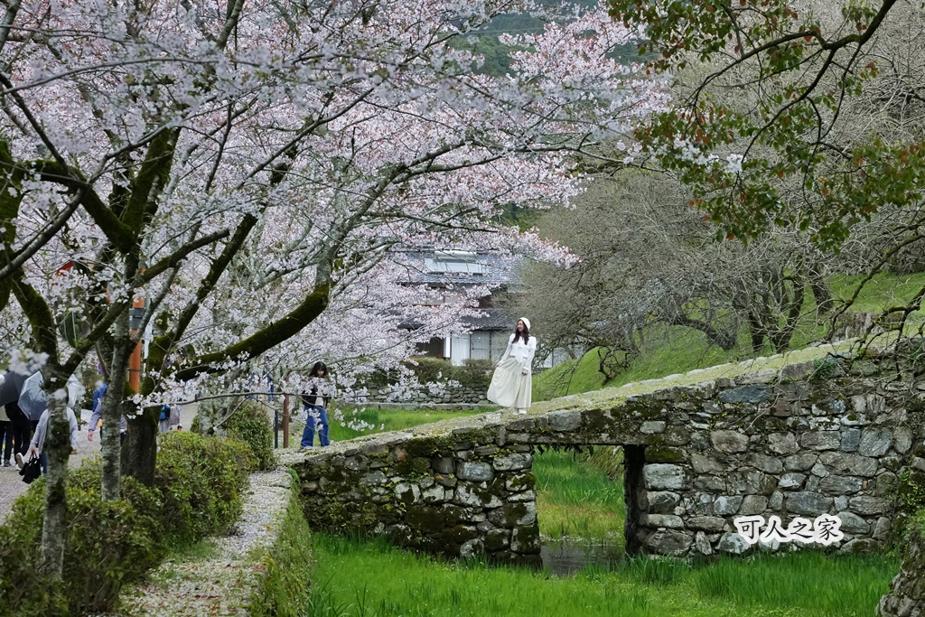 九州櫻花,櫻吹雪,櫻花交通,櫻花季,櫻花秘境,櫻花隧道,江戶時代,福岡旅遊,福岡櫻花,福岡賞櫻,秋月城跡,秋月城跡交通,賞櫻攻略,賞櫻景點