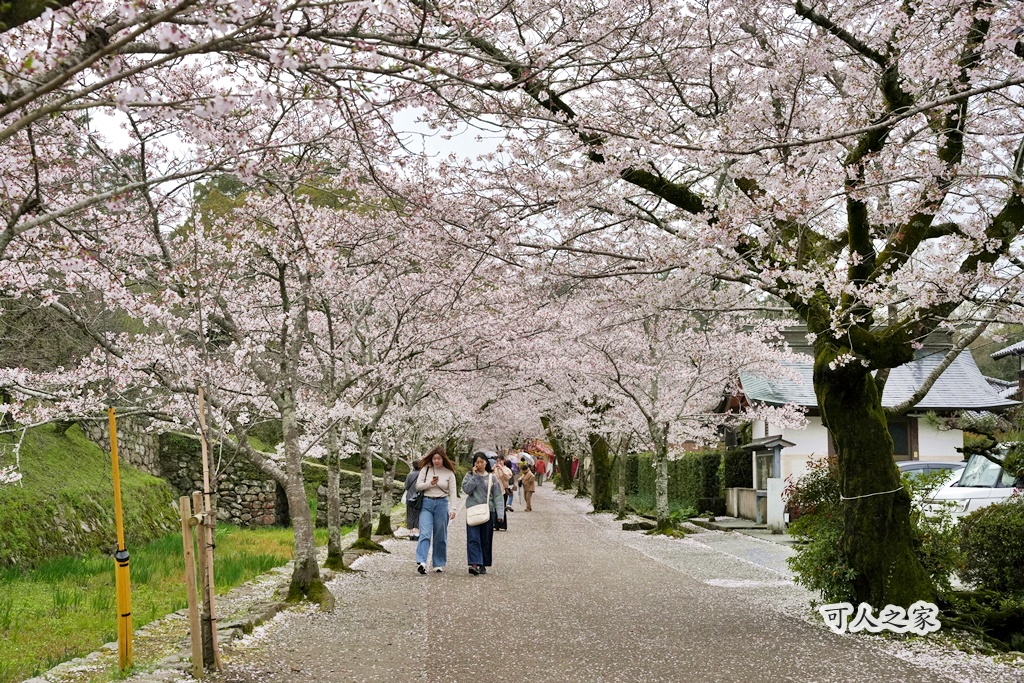 九州櫻花,櫻吹雪,櫻花交通,櫻花季,櫻花秘境,櫻花隧道,江戶時代,福岡旅遊,福岡櫻花,福岡賞櫻,秋月城跡,秋月城跡交通,賞櫻攻略,賞櫻景點