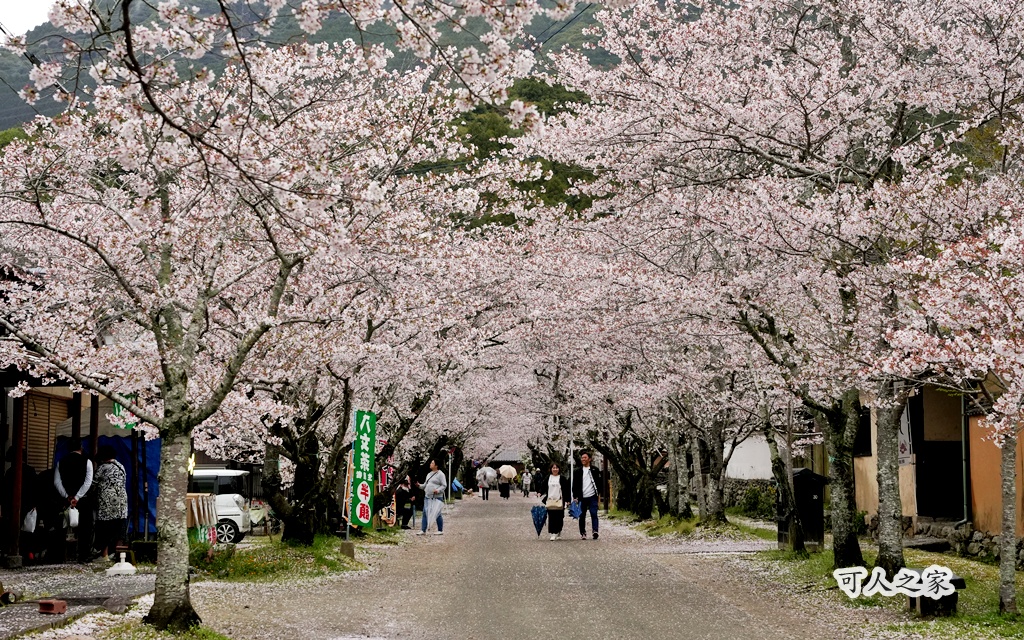 九州櫻花,櫻吹雪,櫻花交通,櫻花季,櫻花秘境,櫻花隧道,江戶時代,福岡旅遊,福岡櫻花,福岡賞櫻,秋月城跡,秋月城跡交通,賞櫻攻略,賞櫻景點