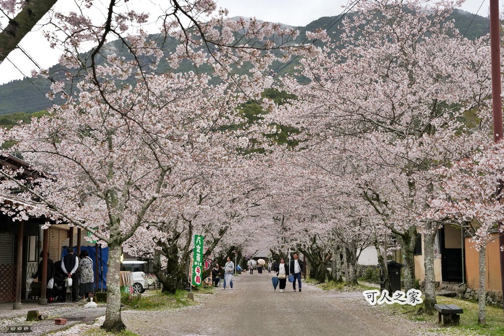 網站近期文章：福岡秋月城跡│走進浪漫500公尺櫻花隧道，櫻花秘境+交通整理