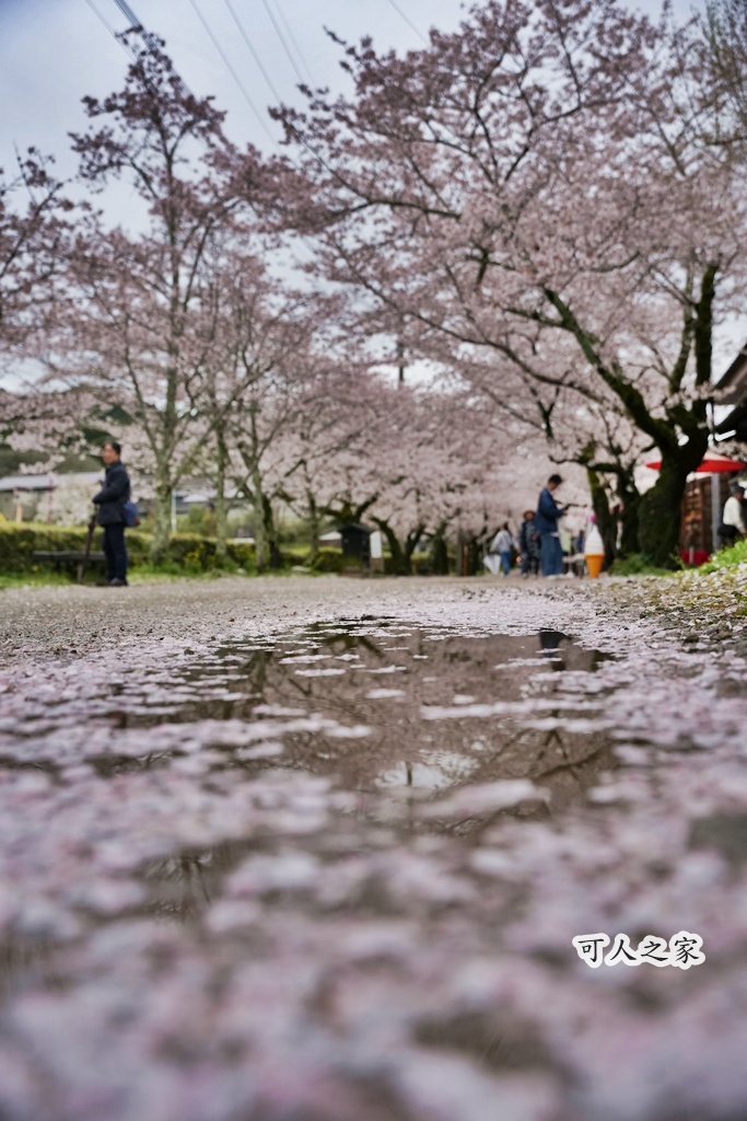 九州櫻花,櫻吹雪,櫻花交通,櫻花季,櫻花秘境,櫻花隧道,江戶時代,福岡旅遊,福岡櫻花,福岡賞櫻,秋月城跡,秋月城跡交通,賞櫻攻略,賞櫻景點