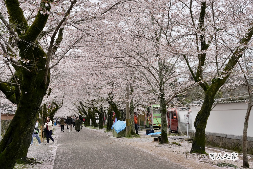 九州櫻花,櫻吹雪,櫻花交通,櫻花季,櫻花秘境,櫻花隧道,江戶時代,福岡旅遊,福岡櫻花,福岡賞櫻,秋月城跡,秋月城跡交通,賞櫻攻略,賞櫻景點
