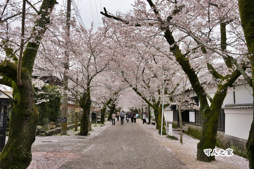 九州櫻花,櫻吹雪,櫻花交通,櫻花季,櫻花秘境,櫻花隧道,江戶時代,福岡旅遊,福岡櫻花,福岡賞櫻,秋月城跡,秋月城跡交通,賞櫻攻略,賞櫻景點