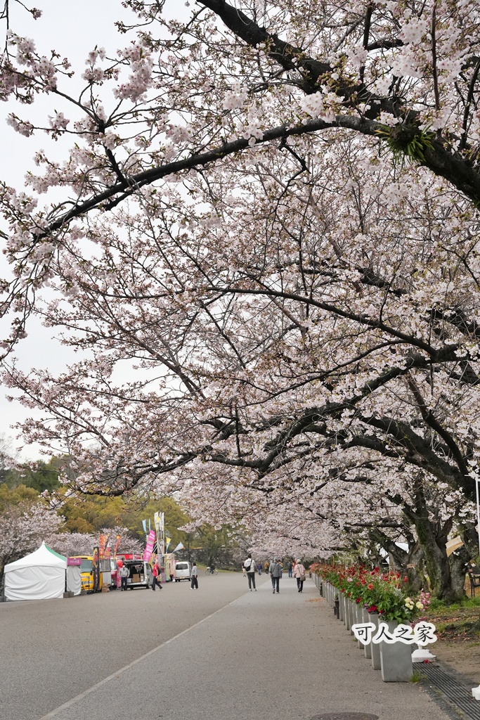 2026日本櫻花季,九州櫻花2026,九州賞櫻,夜櫻,大濠公園櫻花,小倉城櫻花,日本春季旅遊,日本自由行,日本賞櫻攻略,櫻花拍照景點,櫻花祭美食,櫻花花況,櫻花野餐,櫻花預測,福岡城櫻花,福岡城跡,福岡塔櫻花,福岡旅遊,福岡櫻花,舞鶴公園交通,舞鶴公園櫻花,舞鶴公園滿開,追櫻行程 2026日本櫻花季,九州櫻花2026,九州賞櫻,夜櫻,大濠公園櫻花,小倉城櫻花,日本春季旅遊,日本自由行,日本賞櫻攻略,櫻花拍照景點,櫻花祭美食,櫻花花況,櫻花野餐,櫻花預測,福岡城櫻花,福岡城跡,福岡塔櫻花,福岡旅遊,福岡櫻花,舞鶴公園交通,舞鶴公園櫻花,舞鶴公園滿開,追櫻行程