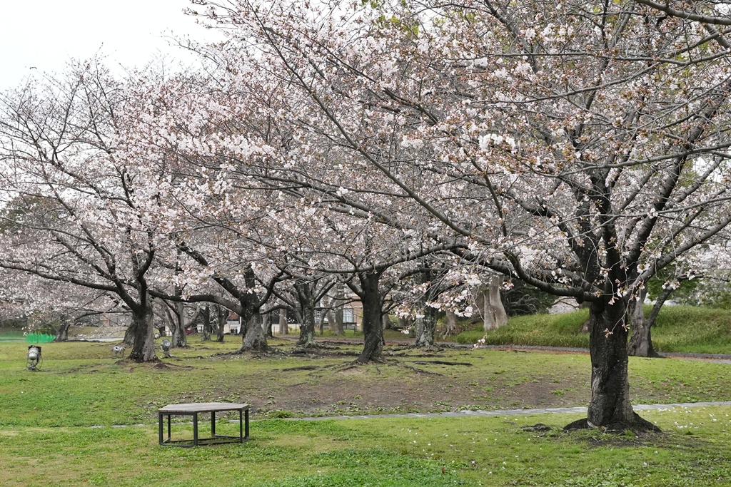 2026日本櫻花季,九州櫻花2026,九州賞櫻,夜櫻,大濠公園櫻花,小倉城櫻花,日本春季旅遊,日本自由行,日本賞櫻攻略,櫻花拍照景點,櫻花祭美食,櫻花花況,櫻花野餐,櫻花預測,福岡城櫻花,福岡城跡,福岡塔櫻花,福岡旅遊,福岡櫻花,舞鶴公園交通,舞鶴公園櫻花,舞鶴公園滿開,追櫻行程