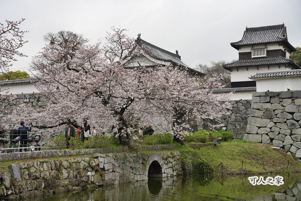 2026日本櫻花季,九州櫻花2026,九州賞櫻,夜櫻,大濠公園櫻花,小倉城櫻花,日本春季旅遊,日本自由行,日本賞櫻攻略,櫻花拍照景點,櫻花祭美食,櫻花花況,櫻花野餐,櫻花預測,福岡城櫻花,福岡城跡,福岡塔櫻花,福岡旅遊,福岡櫻花,舞鶴公園交通,舞鶴公園櫻花,舞鶴公園滿開,追櫻行程