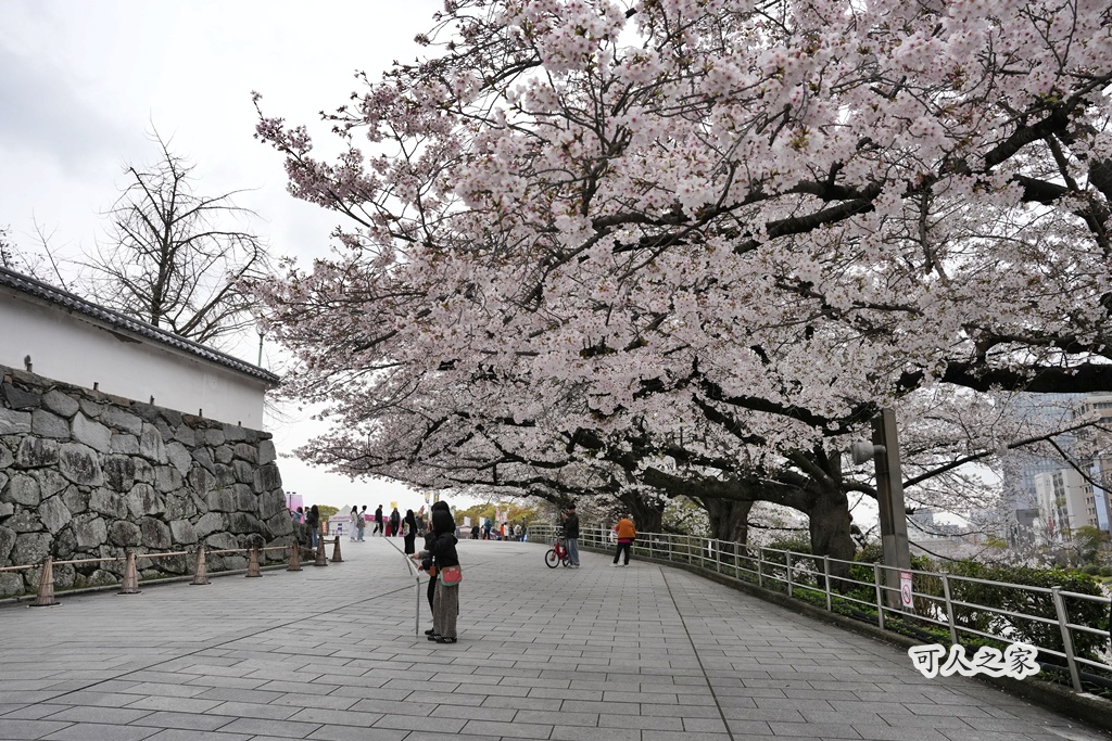 2026日本櫻花季,九州櫻花2026,九州賞櫻,夜櫻,大濠公園櫻花,小倉城櫻花,日本春季旅遊,日本自由行,日本賞櫻攻略,櫻花拍照景點,櫻花祭美食,櫻花花況,櫻花野餐,櫻花預測,福岡城櫻花,福岡城跡,福岡塔櫻花,福岡旅遊,福岡櫻花,舞鶴公園交通,舞鶴公園櫻花,舞鶴公園滿開,追櫻行程