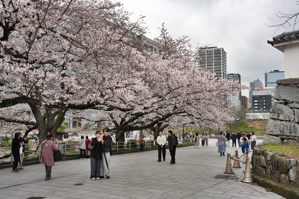 2026日本櫻花季,九州櫻花2026,九州賞櫻,夜櫻,大濠公園櫻花,小倉城櫻花,日本春季旅遊,日本自由行,日本賞櫻攻略,櫻花拍照景點,櫻花祭美食,櫻花花況,櫻花野餐,櫻花預測,福岡城櫻花,福岡城跡,福岡塔櫻花,福岡旅遊,福岡櫻花,舞鶴公園交通,舞鶴公園櫻花,舞鶴公園滿開,追櫻行程 2026日本櫻花季,九州櫻花2026,九州賞櫻,夜櫻,大濠公園櫻花,小倉城櫻花,日本春季旅遊,日本自由行,日本賞櫻攻略,櫻花拍照景點,櫻花祭美食,櫻花花況,櫻花野餐,櫻花預測,福岡城櫻花,福岡城跡,福岡塔櫻花,福岡旅遊,福岡櫻花,舞鶴公園交通,舞鶴公園櫻花,舞鶴公園滿開,追櫻行程