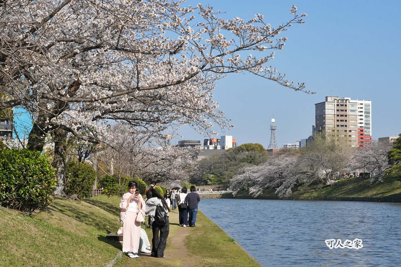 2026日本櫻花季,九州櫻花2026,九州賞櫻,夜櫻,大濠公園櫻花,小倉城櫻花,日本春季旅遊,日本自由行,日本賞櫻攻略,櫻花拍照景點,櫻花祭美食,櫻花花況,櫻花野餐,櫻花預測,福岡城櫻花,福岡城跡,福岡塔櫻花,福岡旅遊,福岡櫻花,舞鶴公園交通,舞鶴公園櫻花,舞鶴公園滿開,追櫻行程 2026日本櫻花季,九州櫻花2026,九州賞櫻,夜櫻,大濠公園櫻花,小倉城櫻花,日本春季旅遊,日本自由行,日本賞櫻攻略,櫻花拍照景點,櫻花祭美食,櫻花花況,櫻花野餐,櫻花預測,福岡城櫻花,福岡城跡,福岡塔櫻花,福岡旅遊,福岡櫻花,舞鶴公園交通,舞鶴公園櫻花,舞鶴公園滿開,追櫻行程