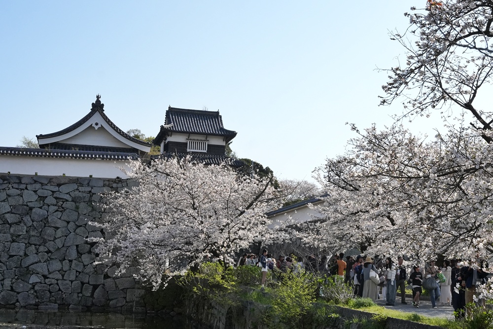 2026日本櫻花季,九州櫻花2026,九州賞櫻,夜櫻,大濠公園櫻花,小倉城櫻花,日本春季旅遊,日本自由行,日本賞櫻攻略,櫻花拍照景點,櫻花祭美食,櫻花花況,櫻花野餐,櫻花預測,福岡城櫻花,福岡城跡,福岡塔櫻花,福岡旅遊,福岡櫻花,舞鶴公園交通,舞鶴公園櫻花,舞鶴公園滿開,追櫻行程