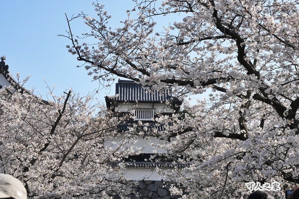 2026日本櫻花季,九州櫻花2026,九州賞櫻,夜櫻,大濠公園櫻花,小倉城櫻花,日本春季旅遊,日本自由行,日本賞櫻攻略,櫻花拍照景點,櫻花祭美食,櫻花花況,櫻花野餐,櫻花預測,福岡城櫻花,福岡城跡,福岡塔櫻花,福岡旅遊,福岡櫻花,舞鶴公園交通,舞鶴公園櫻花,舞鶴公園滿開,追櫻行程