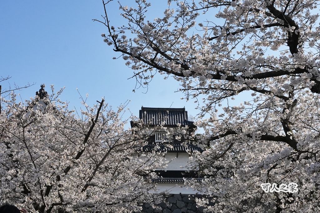 2026日本櫻花季,九州櫻花2026,九州賞櫻,夜櫻,大濠公園櫻花,小倉城櫻花,日本春季旅遊,日本自由行,日本賞櫻攻略,櫻花拍照景點,櫻花祭美食,櫻花花況,櫻花野餐,櫻花預測,福岡城櫻花,福岡城跡,福岡塔櫻花,福岡旅遊,福岡櫻花,舞鶴公園交通,舞鶴公園櫻花,舞鶴公園滿開,追櫻行程