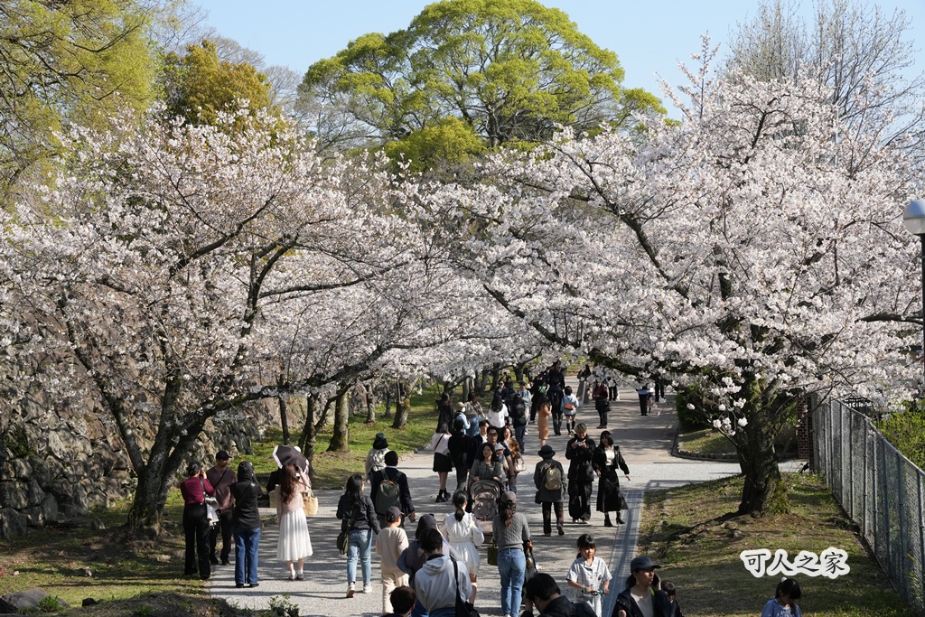 2026日本櫻花季,九州櫻花2026,九州賞櫻,夜櫻,大濠公園櫻花,小倉城櫻花,日本春季旅遊,日本自由行,日本賞櫻攻略,櫻花拍照景點,櫻花祭美食,櫻花花況,櫻花野餐,櫻花預測,福岡城櫻花,福岡城跡,福岡塔櫻花,福岡旅遊,福岡櫻花,舞鶴公園交通,舞鶴公園櫻花,舞鶴公園滿開,追櫻行程 2026日本櫻花季,九州櫻花2026,九州賞櫻,夜櫻,大濠公園櫻花,小倉城櫻花,日本春季旅遊,日本自由行,日本賞櫻攻略,櫻花拍照景點,櫻花祭美食,櫻花花況,櫻花野餐,櫻花預測,福岡城櫻花,福岡城跡,福岡塔櫻花,福岡旅遊,福岡櫻花,舞鶴公園交通,舞鶴公園櫻花,舞鶴公園滿開,追櫻行程