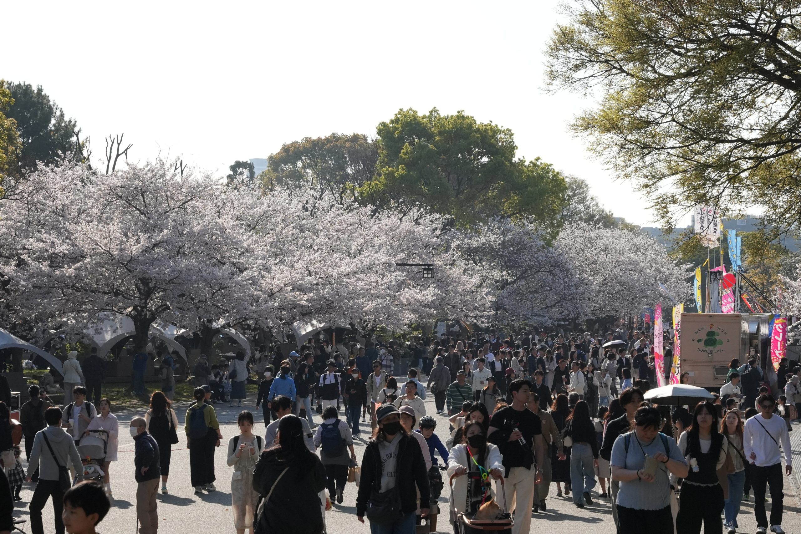 網站近期文章：舞鶴公園櫻花│2026年福岡最美的主場秀，最新花況分享，這週進入滿開期