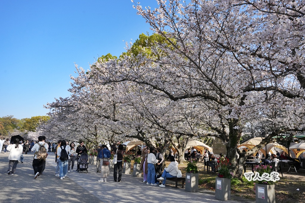 2026日本櫻花季,九州櫻花2026,九州賞櫻,夜櫻,大濠公園櫻花,小倉城櫻花,日本春季旅遊,日本自由行,日本賞櫻攻略,櫻花拍照景點,櫻花祭美食,櫻花花況,櫻花野餐,櫻花預測,福岡城櫻花,福岡城跡,福岡塔櫻花,福岡旅遊,福岡櫻花,舞鶴公園交通,舞鶴公園櫻花,舞鶴公園滿開,追櫻行程