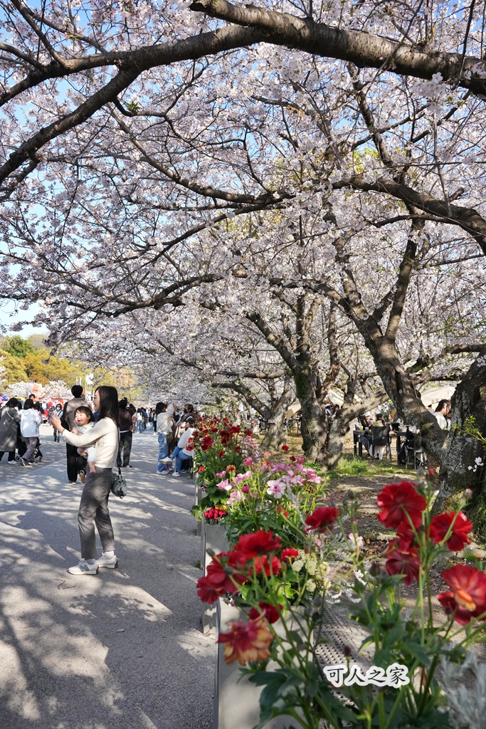 2026日本櫻花季,九州櫻花2026,九州賞櫻,夜櫻,大濠公園櫻花,小倉城櫻花,日本春季旅遊,日本自由行,日本賞櫻攻略,櫻花拍照景點,櫻花祭美食,櫻花花況,櫻花野餐,櫻花預測,福岡城櫻花,福岡城跡,福岡塔櫻花,福岡旅遊,福岡櫻花,舞鶴公園交通,舞鶴公園櫻花,舞鶴公園滿開,追櫻行程 2026日本櫻花季,九州櫻花2026,九州賞櫻,夜櫻,大濠公園櫻花,小倉城櫻花,日本春季旅遊,日本自由行,日本賞櫻攻略,櫻花拍照景點,櫻花祭美食,櫻花花況,櫻花野餐,櫻花預測,福岡城櫻花,福岡城跡,福岡塔櫻花,福岡旅遊,福岡櫻花,舞鶴公園交通,舞鶴公園櫻花,舞鶴公園滿開,追櫻行程