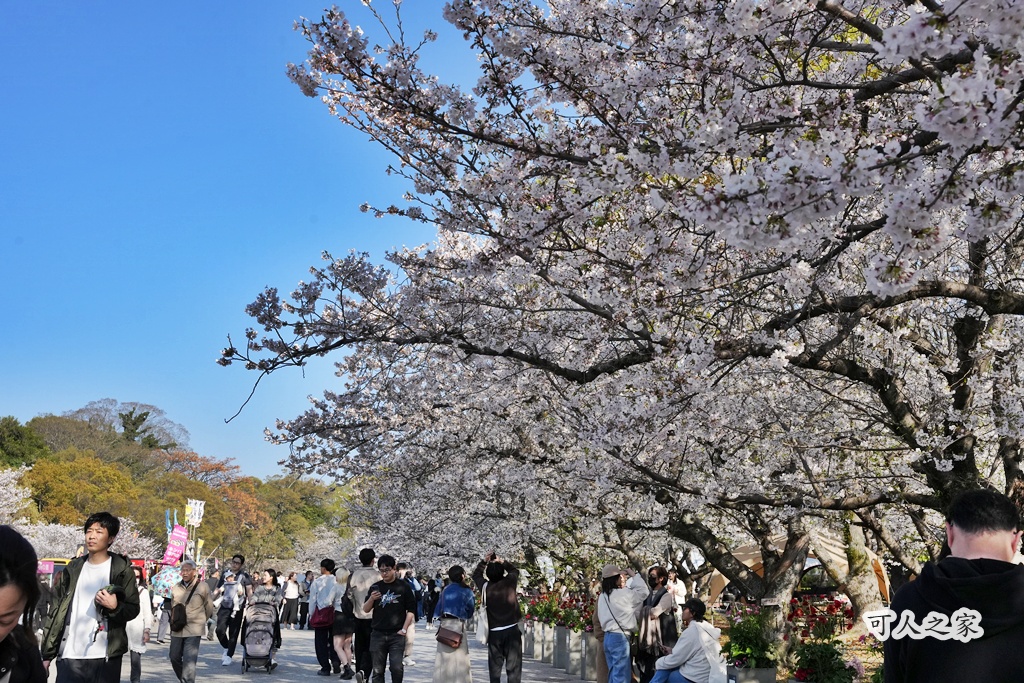 2026日本櫻花季,九州櫻花2026,九州賞櫻,夜櫻,大濠公園櫻花,小倉城櫻花,日本春季旅遊,日本自由行,日本賞櫻攻略,櫻花拍照景點,櫻花祭美食,櫻花花況,櫻花野餐,櫻花預測,福岡城櫻花,福岡城跡,福岡塔櫻花,福岡旅遊,福岡櫻花,舞鶴公園交通,舞鶴公園櫻花,舞鶴公園滿開,追櫻行程 2026日本櫻花季,九州櫻花2026,九州賞櫻,夜櫻,大濠公園櫻花,小倉城櫻花,日本春季旅遊,日本自由行,日本賞櫻攻略,櫻花拍照景點,櫻花祭美食,櫻花花況,櫻花野餐,櫻花預測,福岡城櫻花,福岡城跡,福岡塔櫻花,福岡旅遊,福岡櫻花,舞鶴公園交通,舞鶴公園櫻花,舞鶴公園滿開,追櫻行程