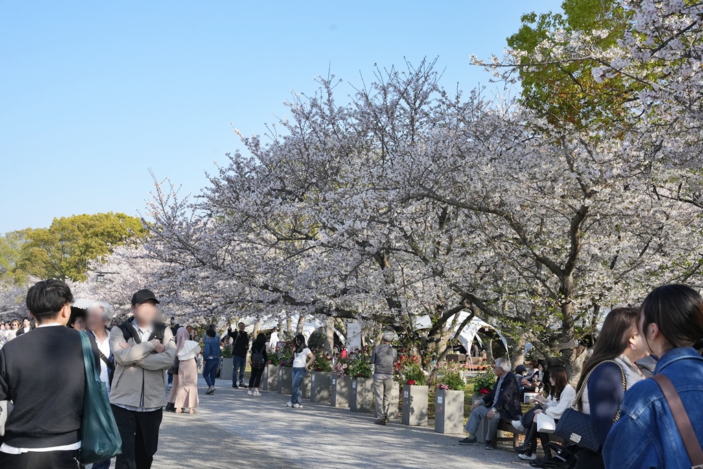 2026日本櫻花季,九州櫻花2026,九州賞櫻,夜櫻,大濠公園櫻花,小倉城櫻花,日本春季旅遊,日本自由行,日本賞櫻攻略,櫻花拍照景點,櫻花祭美食,櫻花花況,櫻花野餐,櫻花預測,福岡城櫻花,福岡城跡,福岡塔櫻花,福岡旅遊,福岡櫻花,舞鶴公園交通,舞鶴公園櫻花,舞鶴公園滿開,追櫻行程