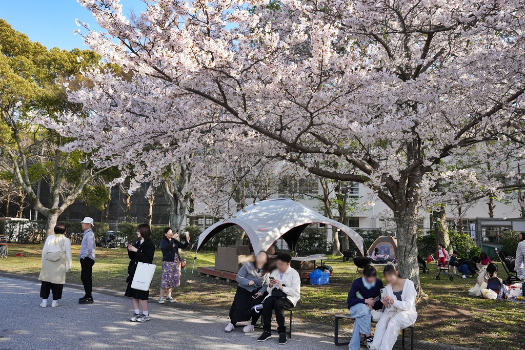 2026日本櫻花季,九州櫻花2026,九州賞櫻,夜櫻,大濠公園櫻花,小倉城櫻花,日本春季旅遊,日本自由行,日本賞櫻攻略,櫻花拍照景點,櫻花祭美食,櫻花花況,櫻花野餐,櫻花預測,福岡城櫻花,福岡城跡,福岡塔櫻花,福岡旅遊,福岡櫻花,舞鶴公園交通,舞鶴公園櫻花,舞鶴公園滿開,追櫻行程 2026日本櫻花季,九州櫻花2026,九州賞櫻,夜櫻,大濠公園櫻花,小倉城櫻花,日本春季旅遊,日本自由行,日本賞櫻攻略,櫻花拍照景點,櫻花祭美食,櫻花花況,櫻花野餐,櫻花預測,福岡城櫻花,福岡城跡,福岡塔櫻花,福岡旅遊,福岡櫻花,舞鶴公園交通,舞鶴公園櫻花,舞鶴公園滿開,追櫻行程