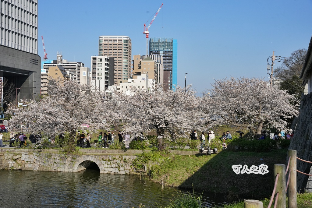 2026日本櫻花季,九州櫻花2026,九州賞櫻,夜櫻,大濠公園櫻花,小倉城櫻花,日本春季旅遊,日本自由行,日本賞櫻攻略,櫻花拍照景點,櫻花祭美食,櫻花花況,櫻花野餐,櫻花預測,福岡城櫻花,福岡城跡,福岡塔櫻花,福岡旅遊,福岡櫻花,舞鶴公園交通,舞鶴公園櫻花,舞鶴公園滿開,追櫻行程