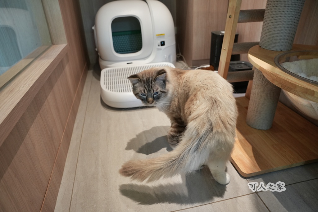 3JD HOME 二館- C Coffee,C Coffee,下午茶推薦,南投咖啡廳,南投景點,擼貓咖啡廳,療癒系咖啡廳,親子景點,露營區咖啡廳,預約制咖啡廳,餵動物咖啡廳,魚池咖啡廳