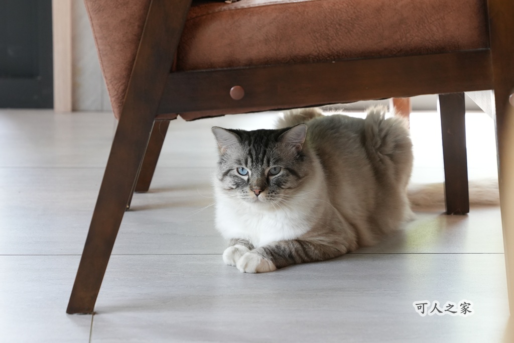 3JD HOME 二館- C Coffee,C Coffee,下午茶推薦,南投咖啡廳,南投景點,擼貓咖啡廳,療癒系咖啡廳,親子景點,露營區咖啡廳,預約制咖啡廳,餵動物咖啡廳,魚池咖啡廳