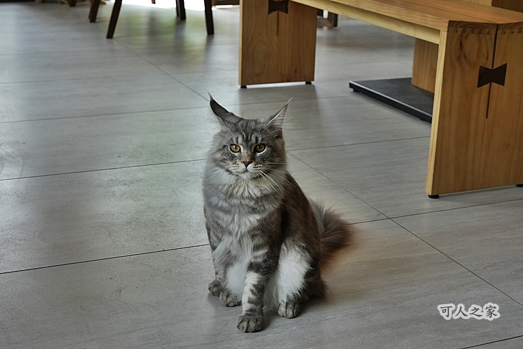 3JD HOME 二館- C Coffee,C Coffee,下午茶推薦,南投咖啡廳,南投景點,擼貓咖啡廳,療癒系咖啡廳,親子景點,露營區咖啡廳,預約制咖啡廳,餵動物咖啡廳,魚池咖啡廳