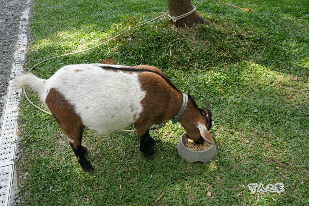 3JD HOME 二館- C Coffee,C Coffee,下午茶推薦,南投咖啡廳,南投景點,擼貓咖啡廳,療癒系咖啡廳,親子景點,露營區咖啡廳,預約制咖啡廳,餵動物咖啡廳,魚池咖啡廳