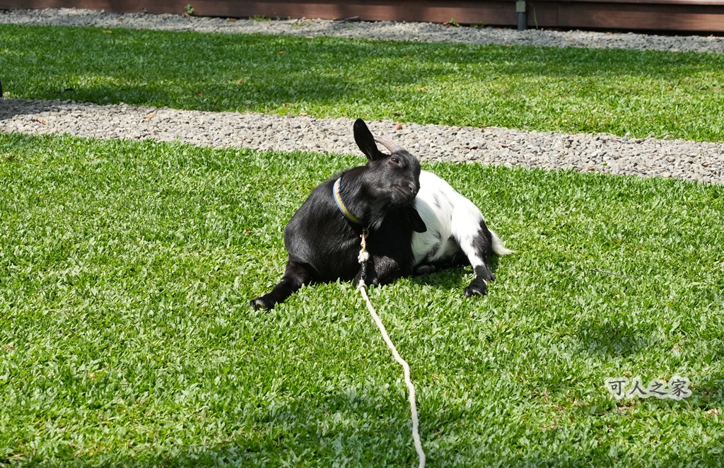 3JD HOME 二館- C Coffee,C Coffee,下午茶推薦,南投咖啡廳,南投景點,擼貓咖啡廳,療癒系咖啡廳,親子景點,露營區咖啡廳,預約制咖啡廳,餵動物咖啡廳,魚池咖啡廳