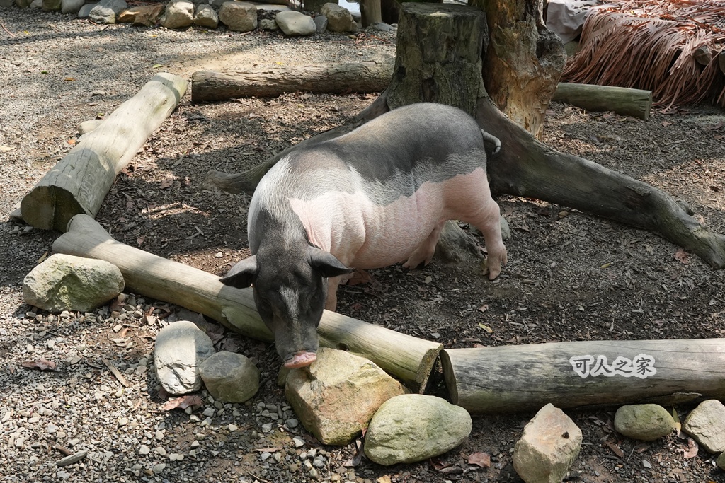 3JD HOME 二館- C Coffee,C Coffee,下午茶推薦,南投咖啡廳,南投景點,擼貓咖啡廳,療癒系咖啡廳,親子景點,露營區咖啡廳,預約制咖啡廳,餵動物咖啡廳,魚池咖啡廳