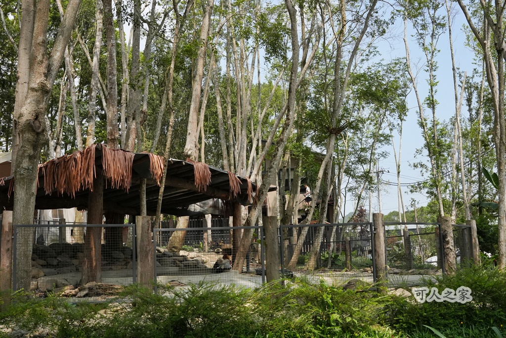 3JD HOME 二館- C Coffee,C Coffee,下午茶推薦,南投咖啡廳,南投景點,擼貓咖啡廳,療癒系咖啡廳,親子景點,露營區咖啡廳,預約制咖啡廳,餵動物咖啡廳,魚池咖啡廳