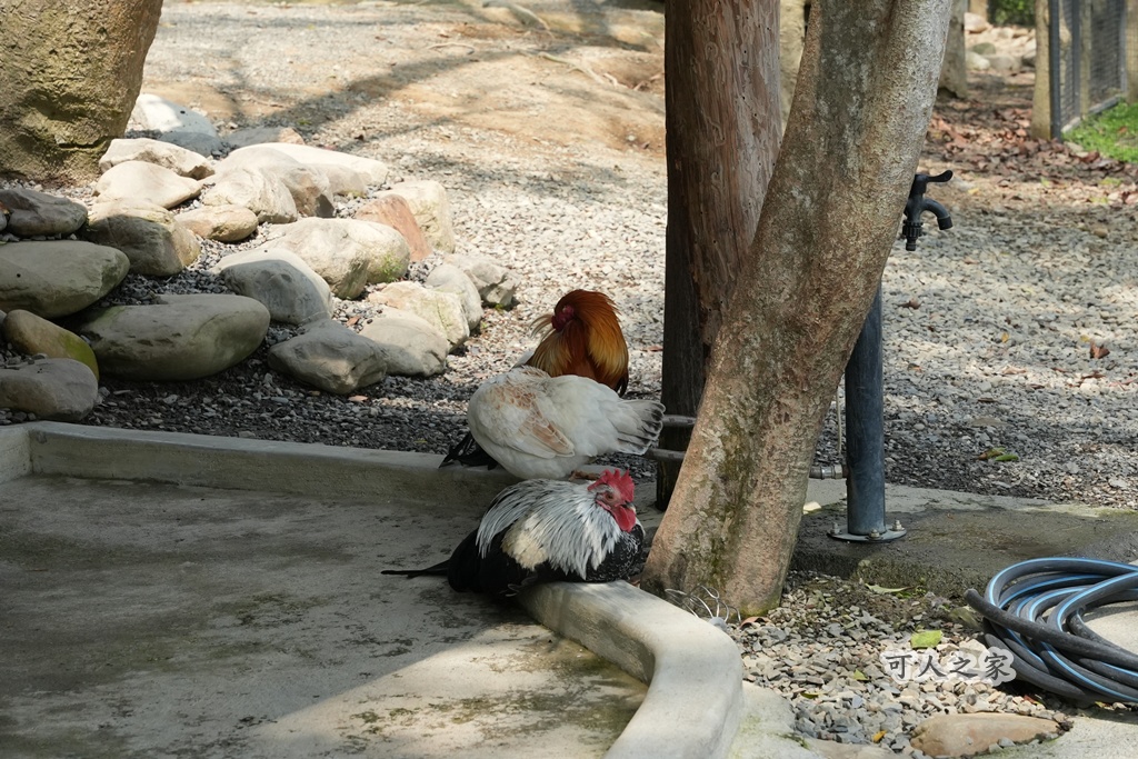 3JD HOME 二館- C Coffee,C Coffee,下午茶推薦,南投咖啡廳,南投景點,擼貓咖啡廳,療癒系咖啡廳,親子景點,露營區咖啡廳,預約制咖啡廳,餵動物咖啡廳,魚池咖啡廳