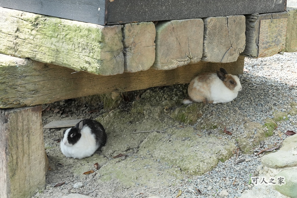 3JD HOME 二館- C Coffee,C Coffee,下午茶推薦,南投咖啡廳,南投景點,擼貓咖啡廳,療癒系咖啡廳,親子景點,露營區咖啡廳,預約制咖啡廳,餵動物咖啡廳,魚池咖啡廳