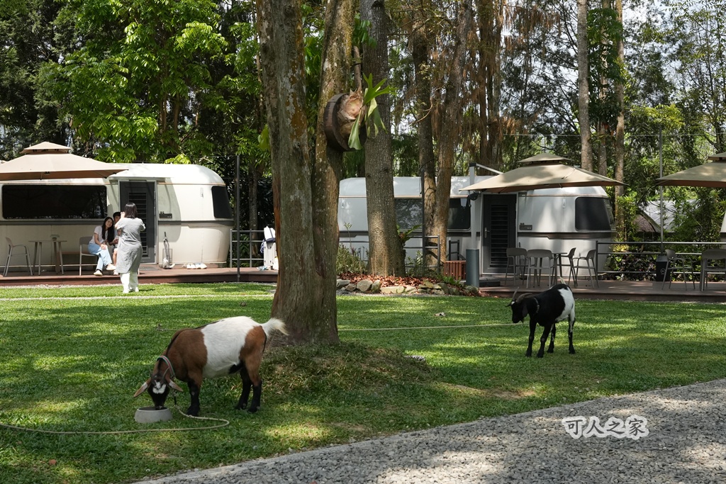 3JD HOME 二館- C Coffee,C Coffee,下午茶推薦,南投咖啡廳,南投景點,擼貓咖啡廳,療癒系咖啡廳,親子景點,露營區咖啡廳,預約制咖啡廳,餵動物咖啡廳,魚池咖啡廳