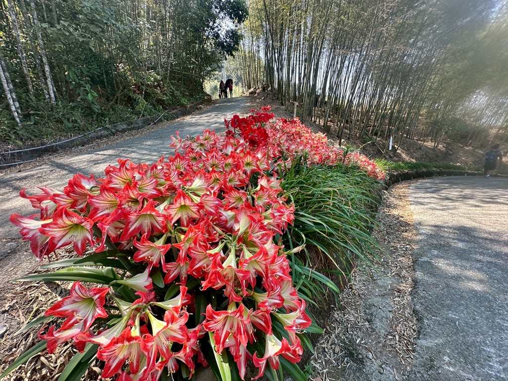 一等三角點,假日去處,健行,健行攻略,古坑,台灣小百岳 (雖然大尖山不是小百岳,但可以作為搜尋關聯詞),台灣登山,台灣秘境,大尖山,後棟仔福德宮,後棟山步道,戶外活動,樟湖生態國民中小學,步道,海拔1305M,涼亭,涼亭野餐,爬山,產業道路,登山,登山推薦,登山裝備,美景,茶園,輕旅行,防曬,階梯步道,雲嘉南平原,雲林,雲林景點 一等三角點,假日去處,健行,健行攻略,古坑,台灣小百岳 (雖然大尖山不是小百岳,但可以作為搜尋關聯詞),台灣登山,台灣秘境,大尖山,後棟仔福德宮,後棟山步道,戶外活動,樟湖生態國民中小學,步道,海拔1305M,涼亭,涼亭野餐,爬山,產業道路,登山,登山推薦,登山裝備,美景,茶園,輕旅行,防曬,階梯步道,雲嘉南平原,雲林,雲林景點